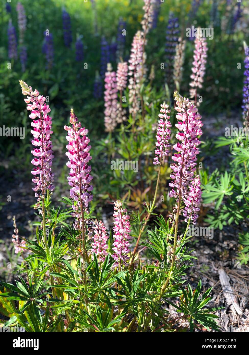 Lupine flowers in northern Wisconsin Stock Photo Alamy