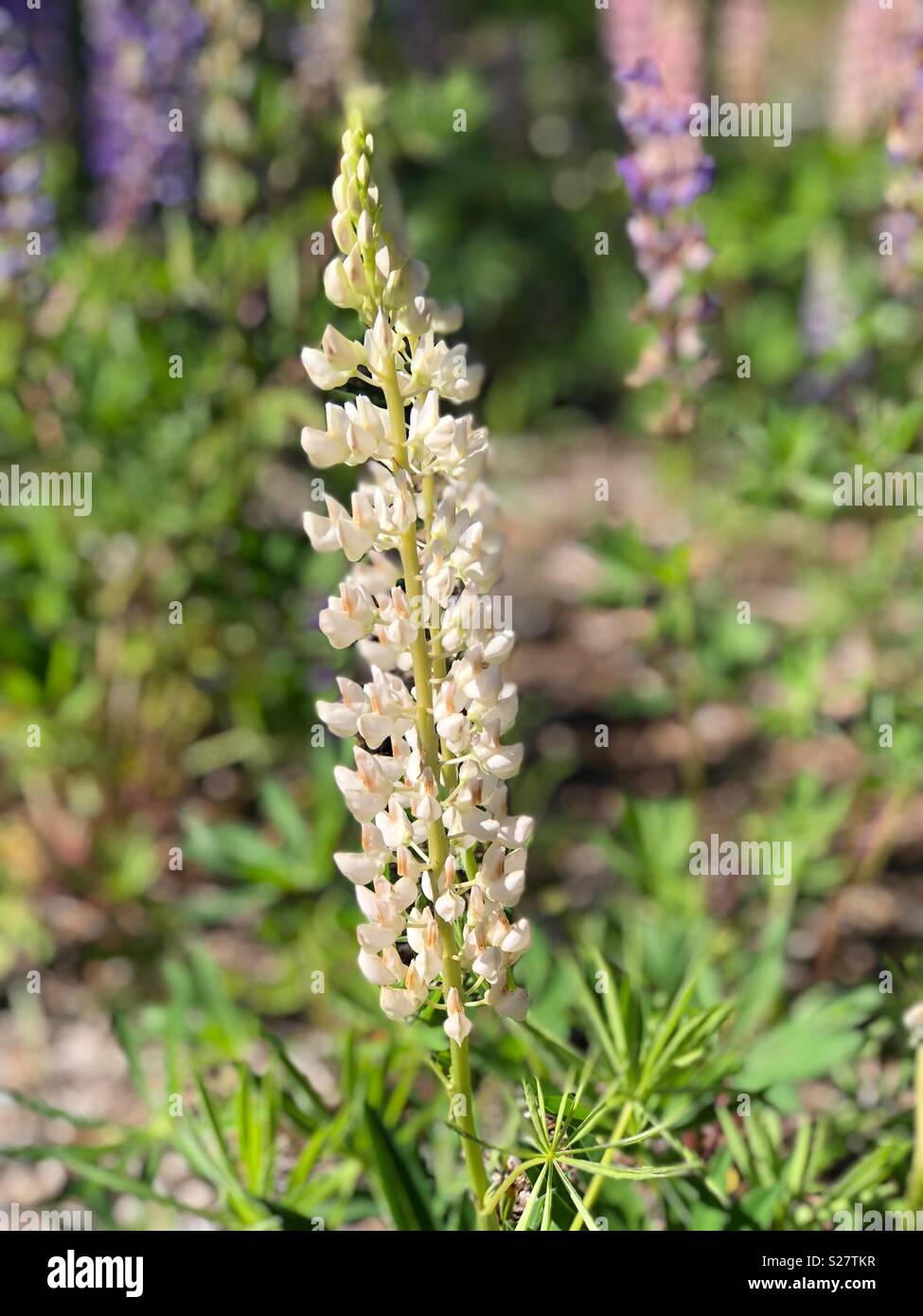 Lupine flowers in northern Wisconsin - Smartphone Captured Stock Image