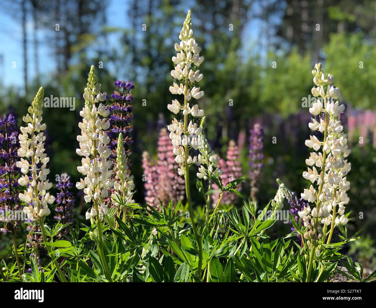 Lupine flowers in northern Wisconsin - Smartphone Captured Stock Image