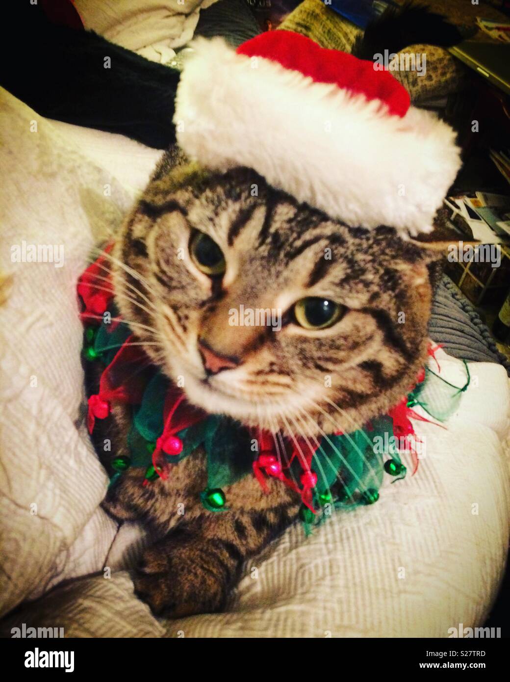 Christmas Kitty Cat Stock Photo