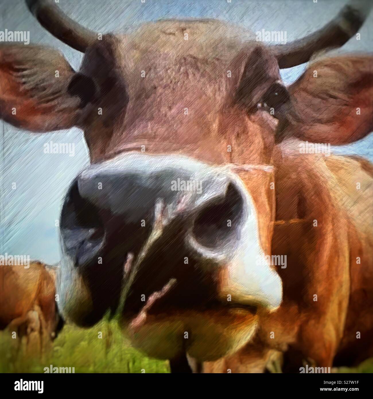 Portrait of a cow Stock Photo - Alamy