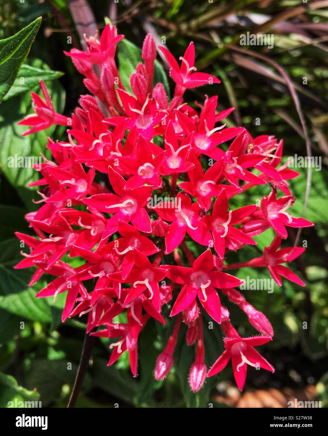 Red penta flowers Stock Photo