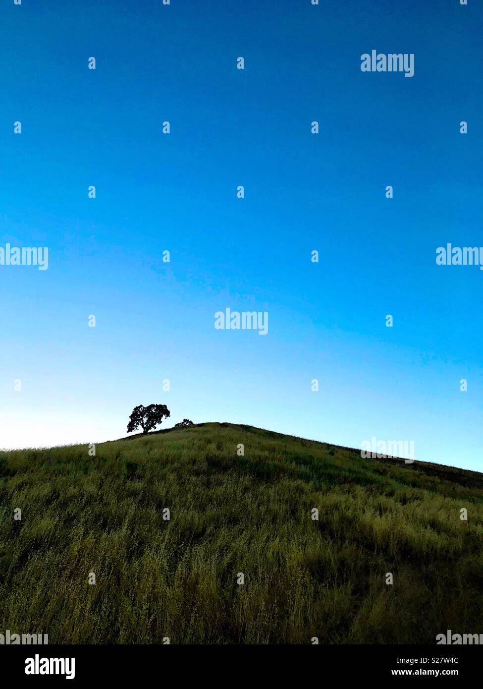 Lone oak tree on a hill - Smartphone Captured Stock Image