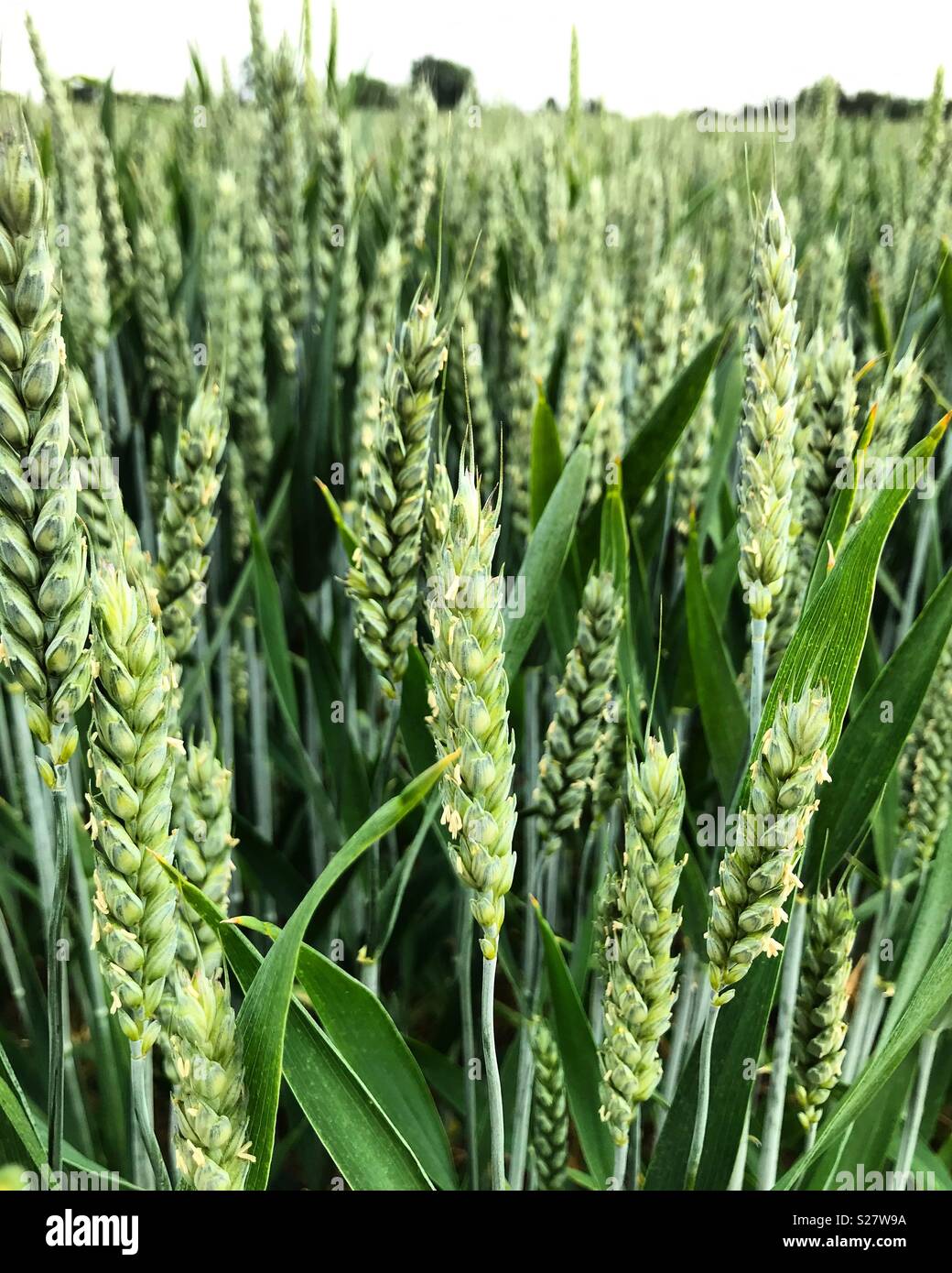 English summer Stock Photo