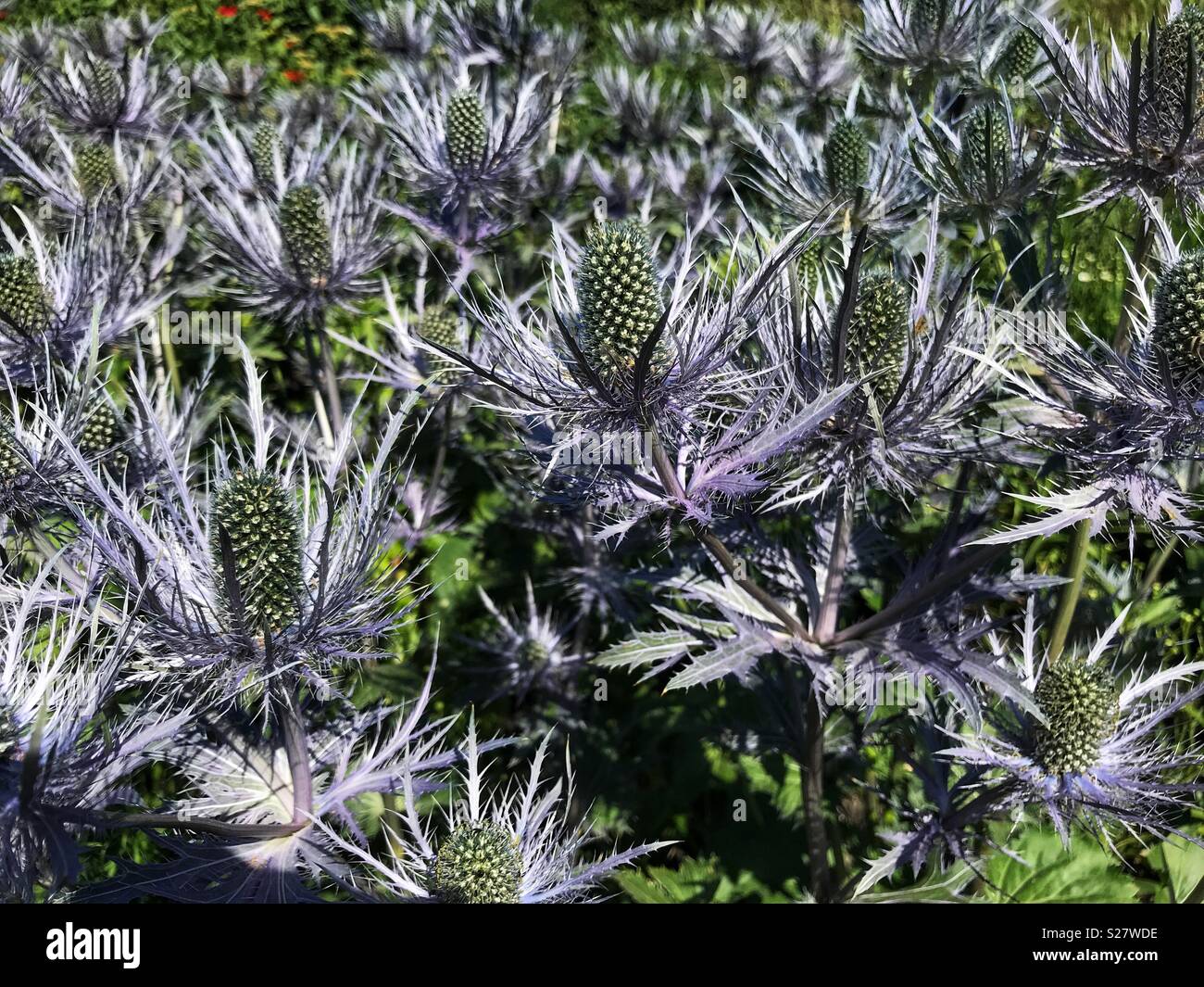 Eryngium Planum, Blue Eryngo, Flat Sea Holly, an Herbaceous perennial thistle, in Oudolf’s Field, a garden designed by Piet Oudolf, Hauser & Wirth, Bruton, Somerset, UK Stock Photo