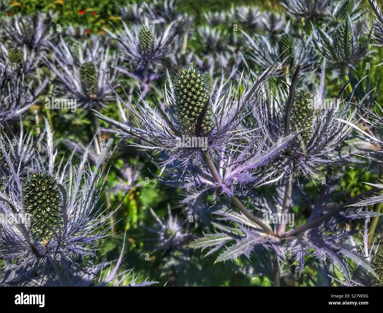 Eryngium Planum, Blue Eryngo, Flat Sea Holly, an Herbaceous perennial thistle, in Oudolf’s Field, a garden designed by Piet Oudolf, Hauser & Wirth, Bruton, Somerset, UK - Smartphone Captured Stock Image