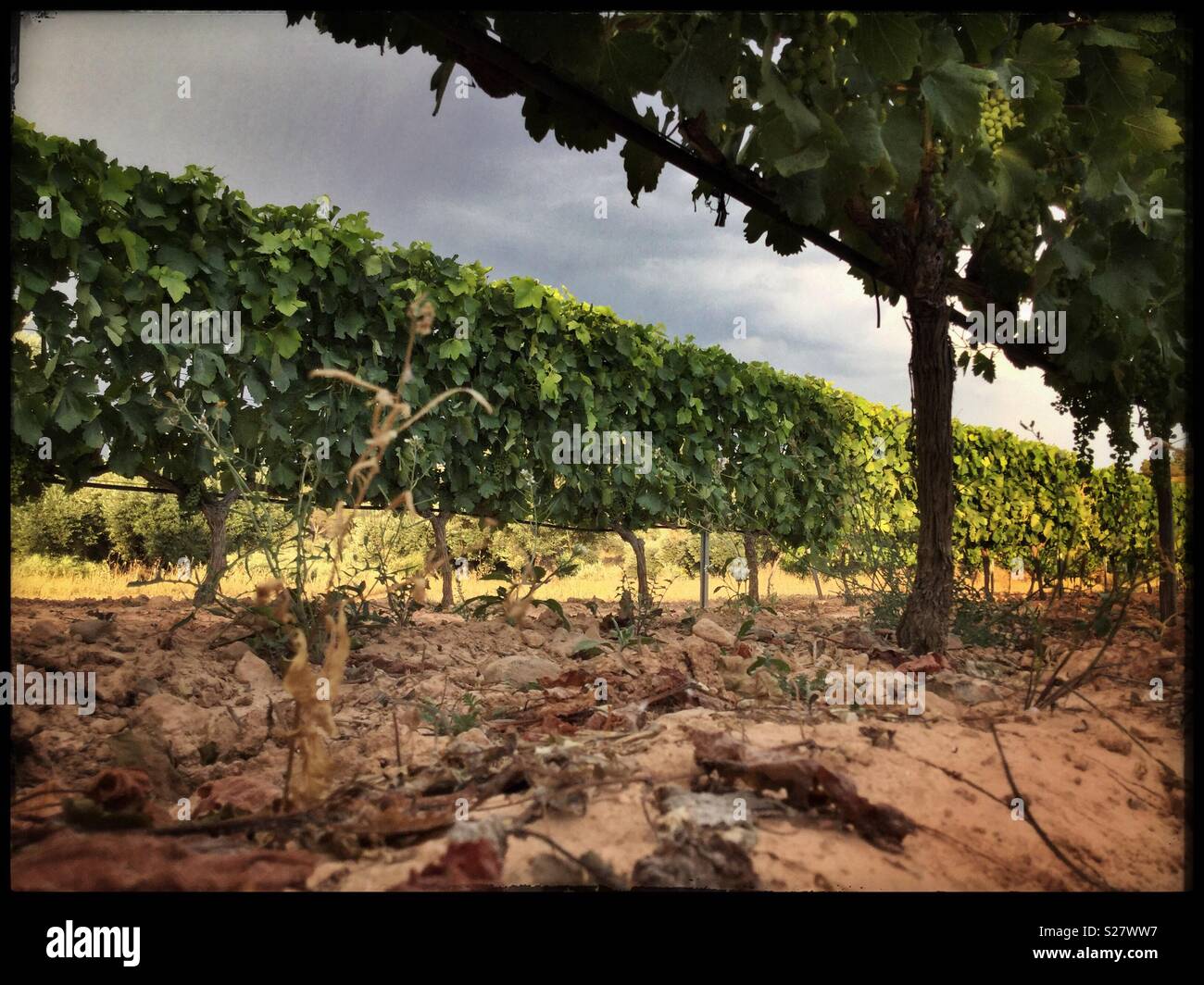 Rows of neatly trimmed vines, Catalonia, Spain - Smartphone Captured Stock Image
