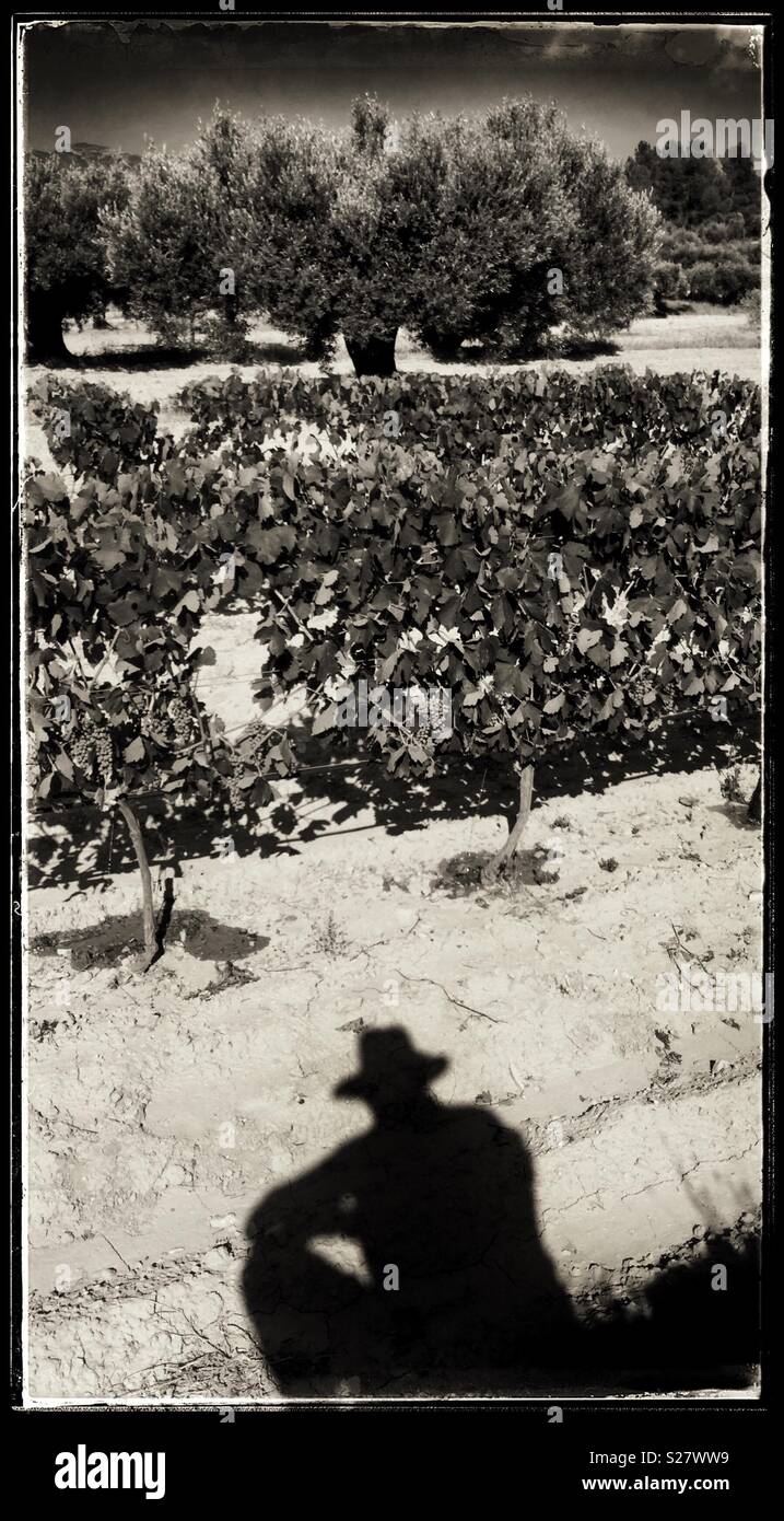 Irrigating Syrah grapevines, Catalonia, Spain - Smartphone Captured Stock Image