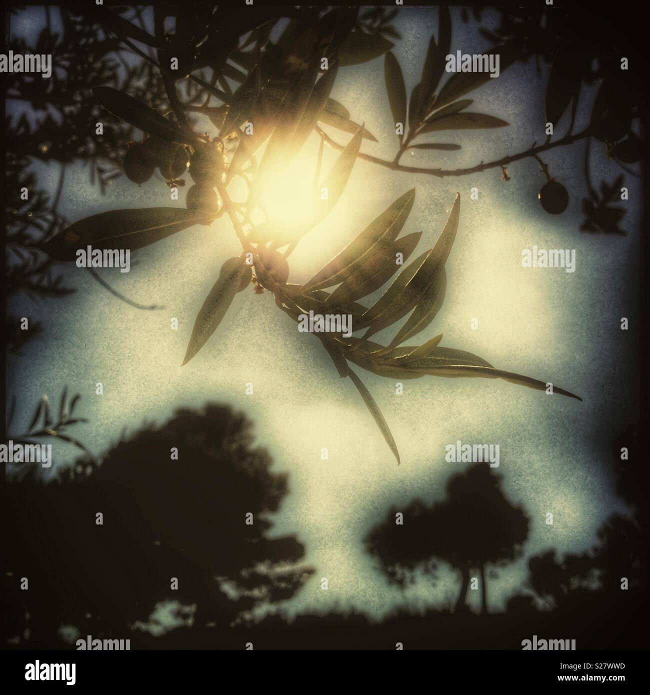 Sunshine and olives, Catalonia, Spain - Smartphone Captured Stock Image