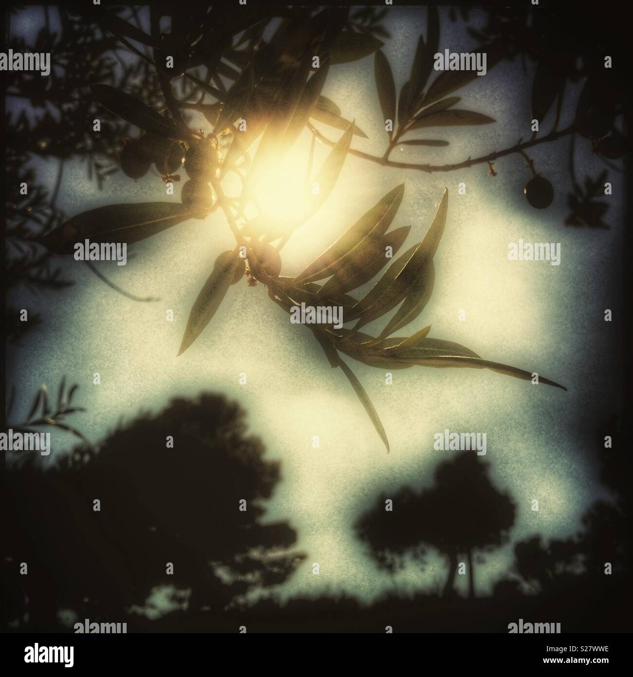 Sunshine and olives, Catalonia, Spain - Smartphone Captured Stock Image