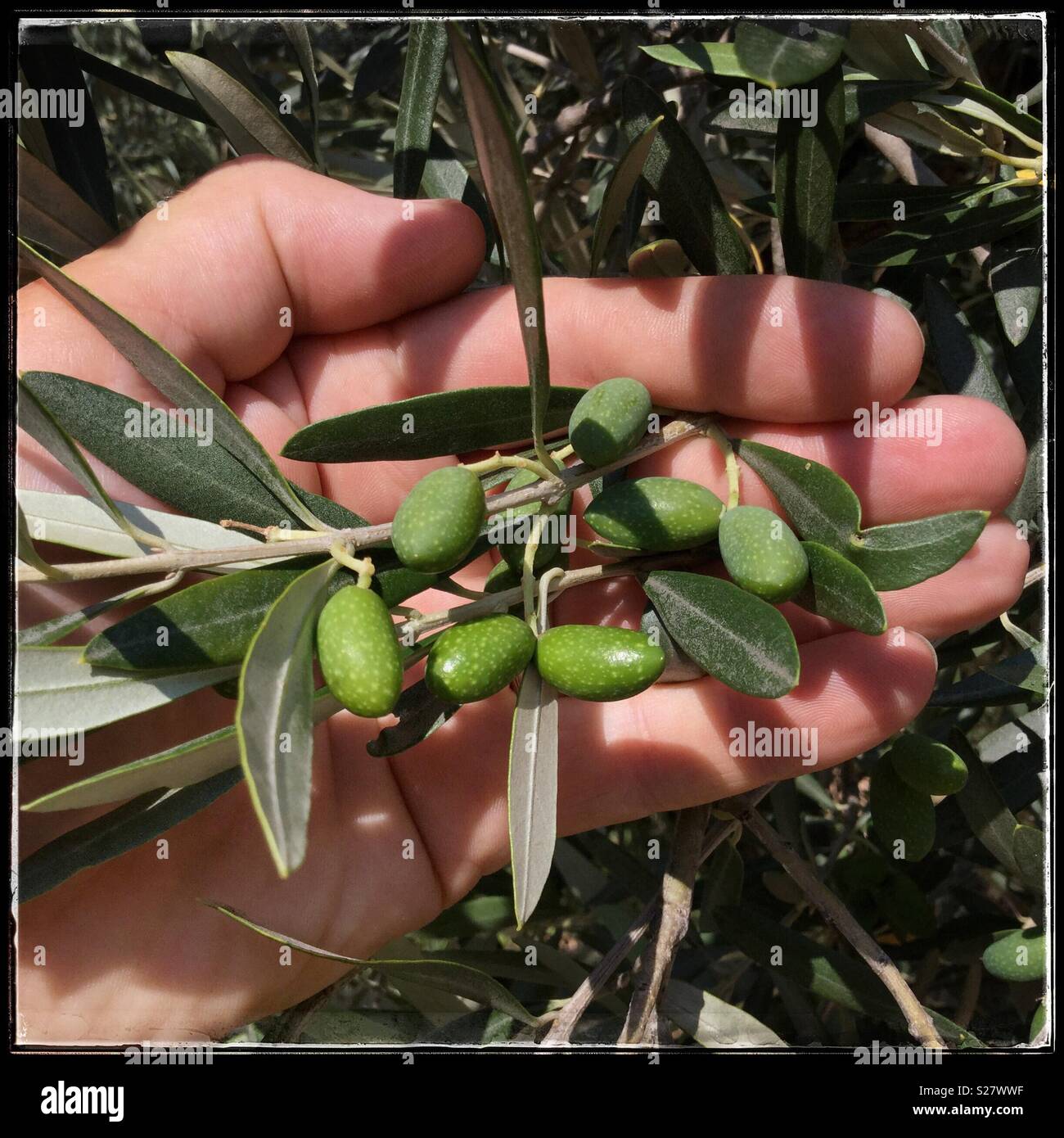 Young Farga olives, Catalonia, Spain - Smartphone Captured Stock Image