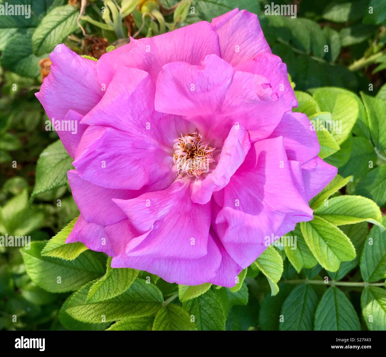 Vibrant pink flower by green foliage - Smartphone Captured Stock Image