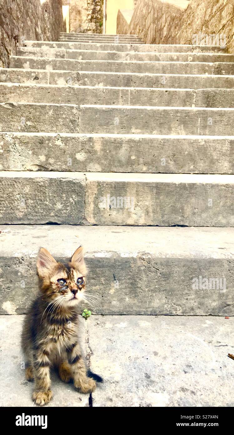 Cats of Kotor, Montenegro. - Smartphone Captured Stock Image