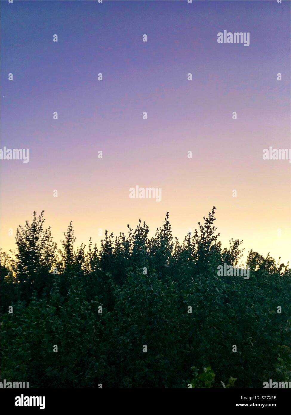 Twilight sky over evergreen shrubs - Smartphone Captured Stock Image