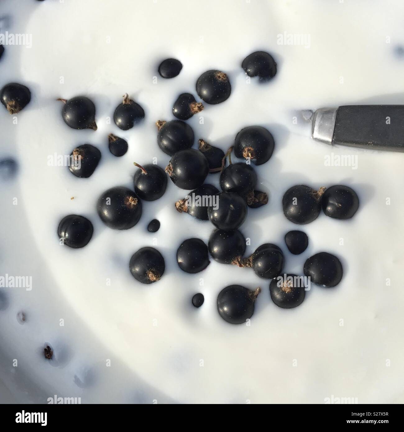 Sour milk and black currant - Smartphone Captured Stock Image