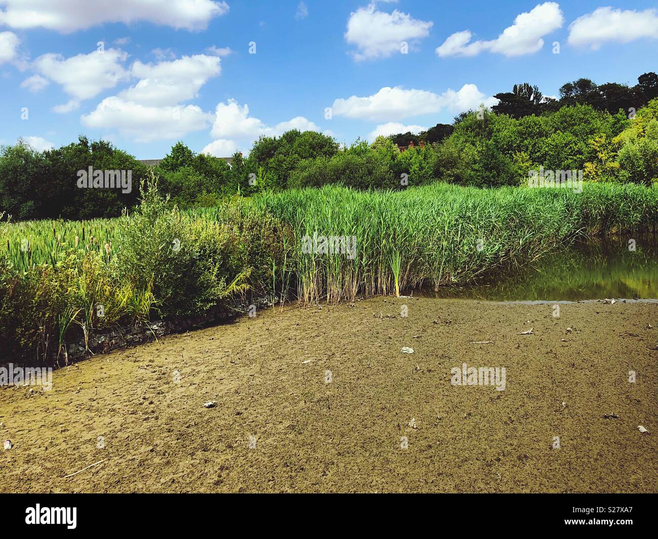 Dried up marshland in Hertfordshire as the UK undergoes a hot weather spell - Smartphone Captured Stock Image