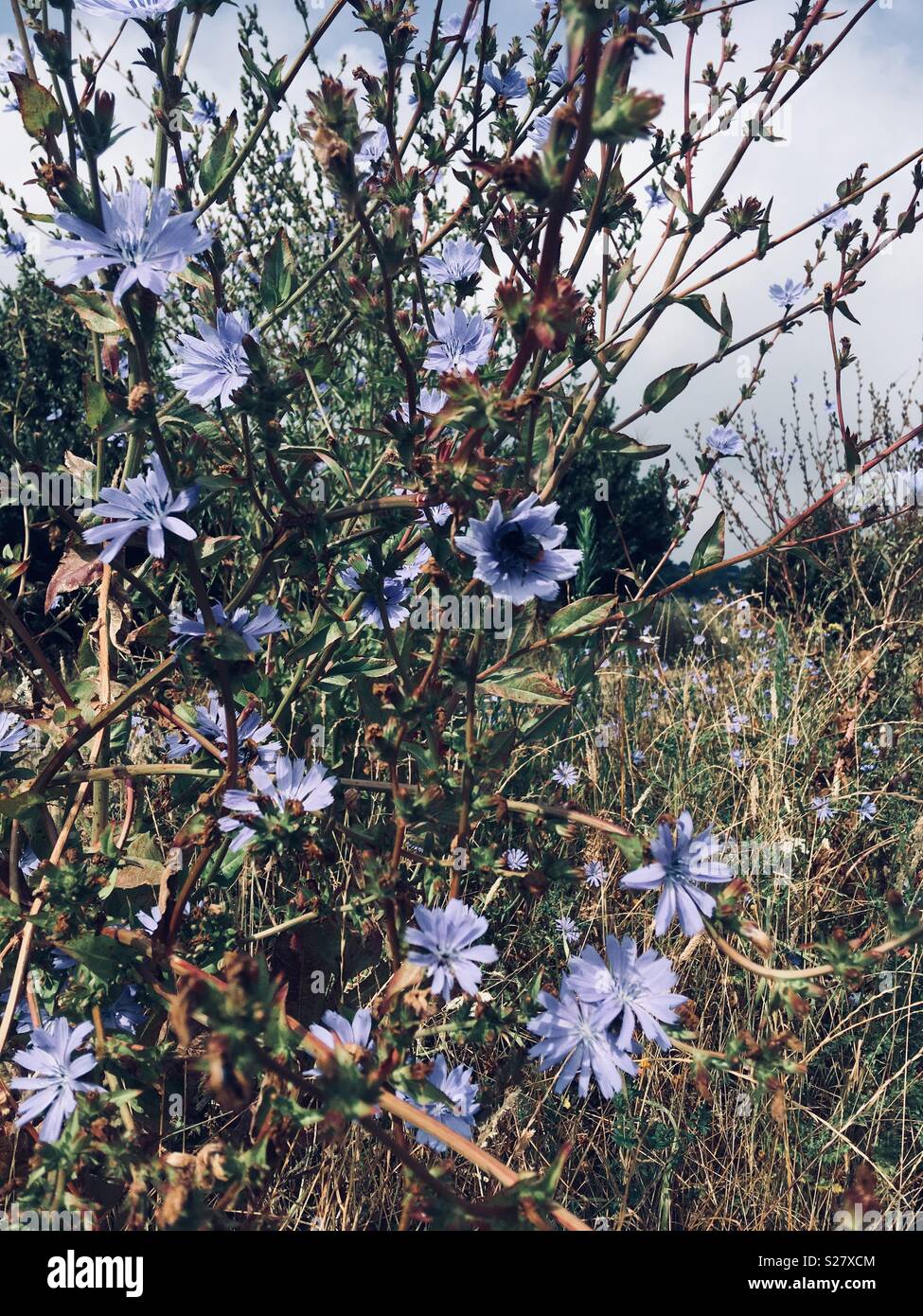 Blue wild flowers hi-res stock photography and images - Alamy