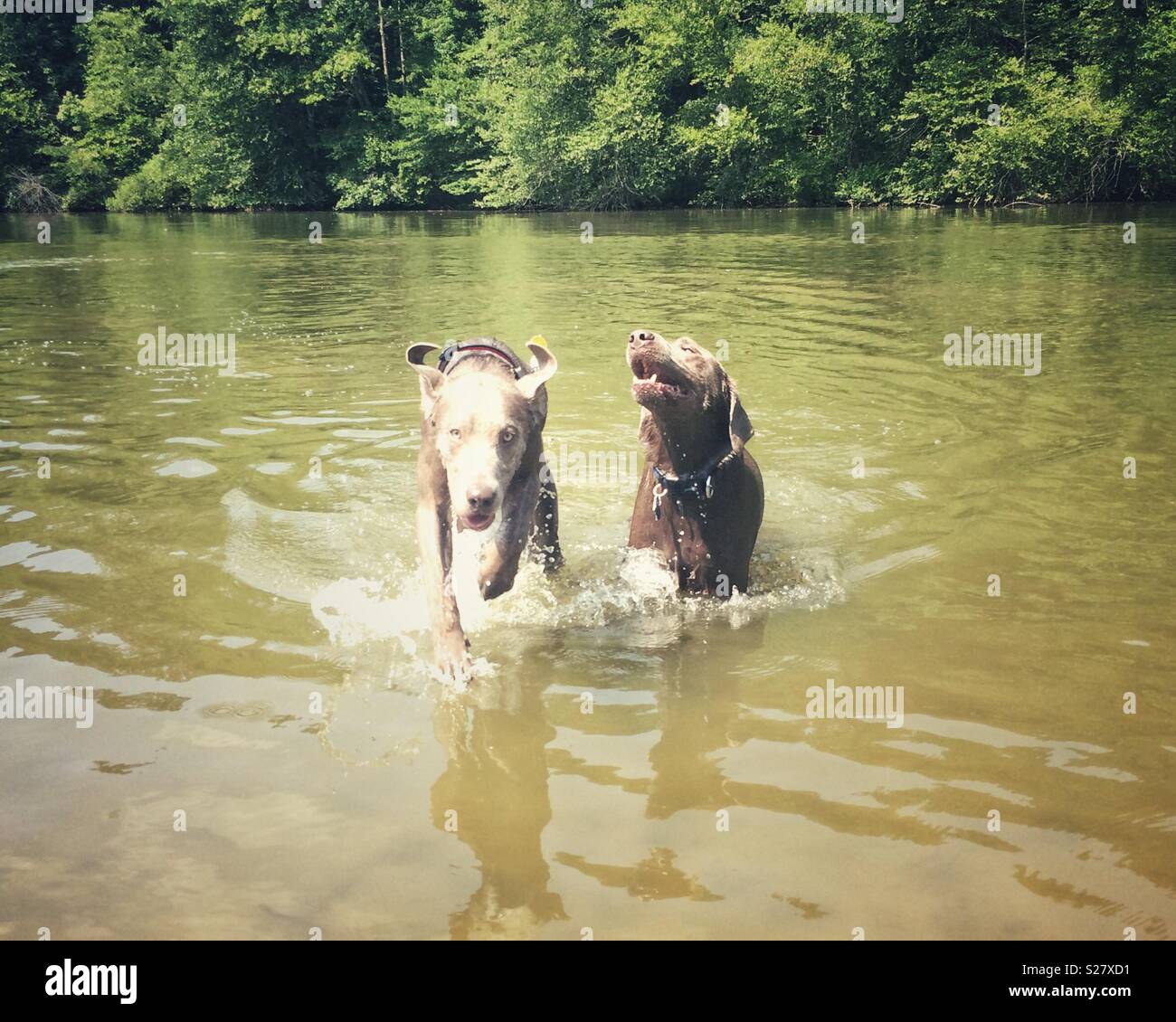 Two dogs playing in a lake Stock Photo