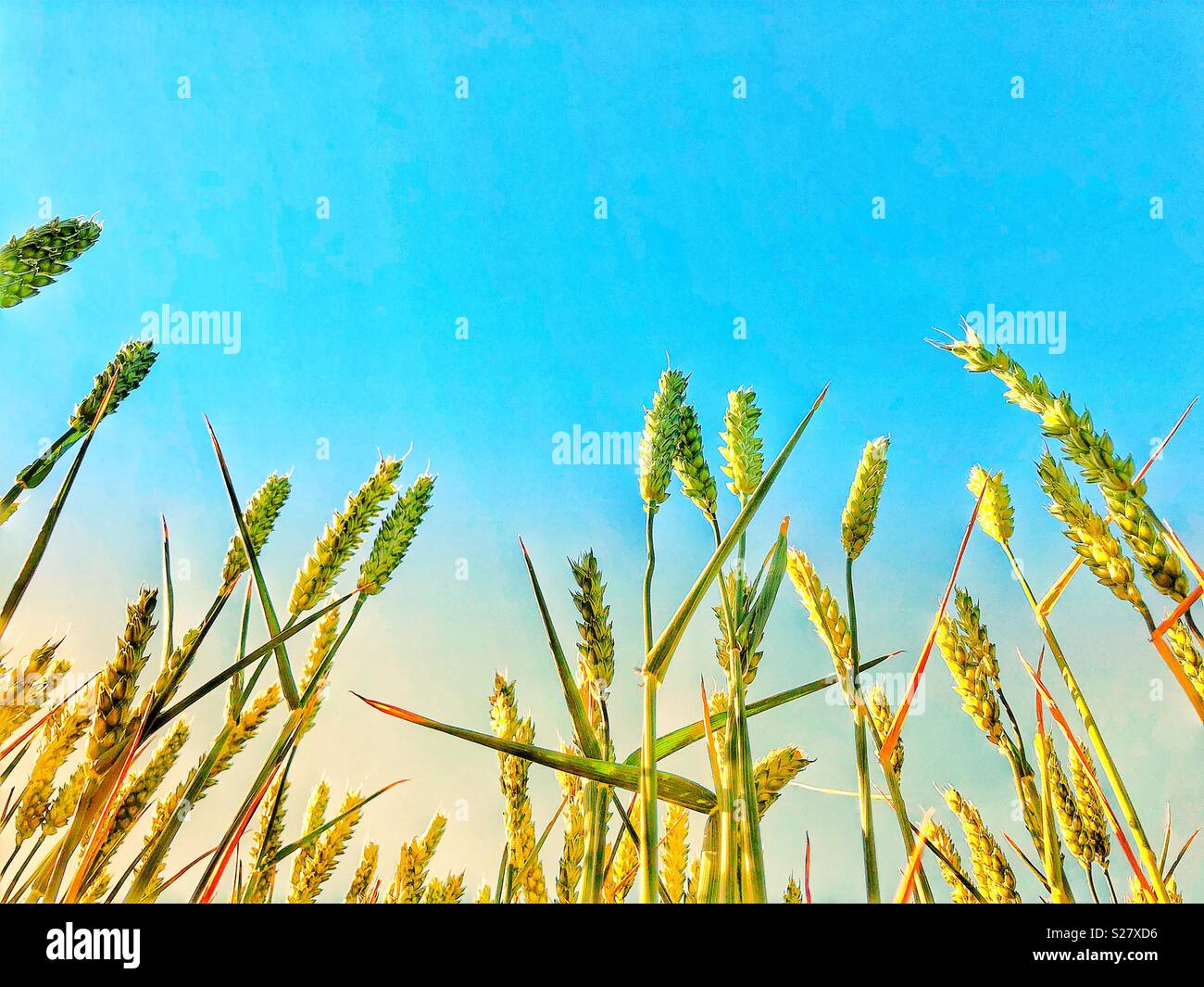 Looking up at barely wheat in summer - Smartphone Captured Stock Image