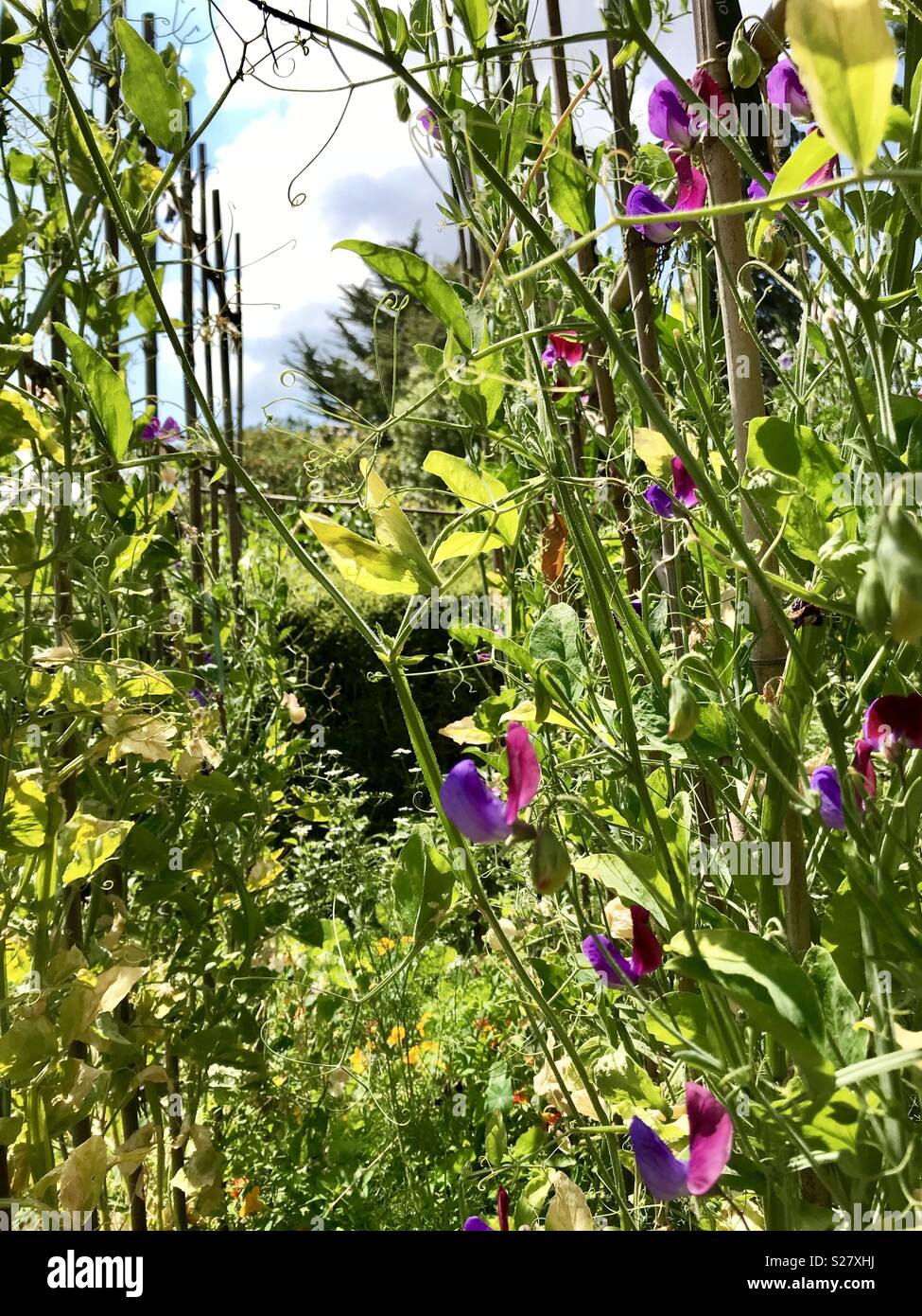 Sweet pea - Smartphone Captured Stock Image