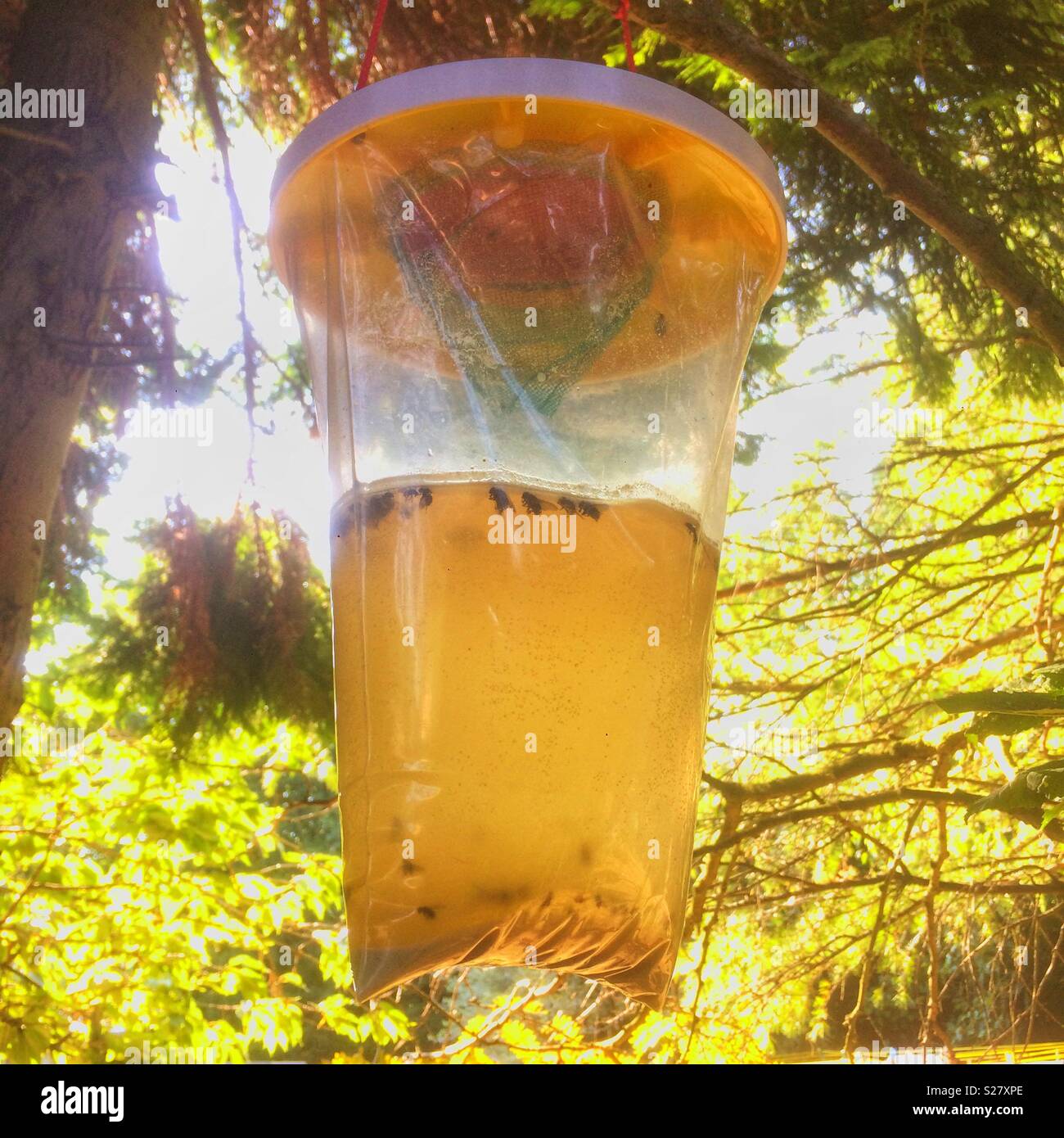 Red top plastic bag fly trap hanging in a tree, Hampshire, England, United Kingdom. - Smartphone Captured Stock Image