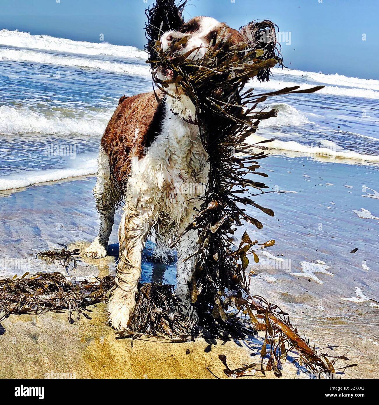 English Springer Spaniel enamored and completely plastered with seaweed - Smartphone Captured Stock Image