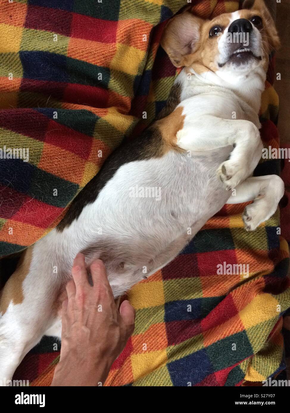 Scratches Animal Stock Photos & Scratches Animal Stock Images Alamy