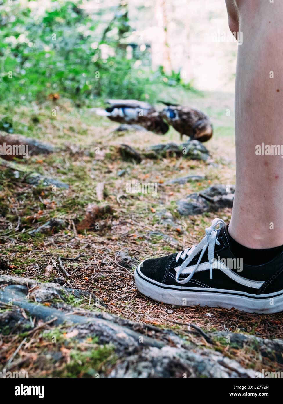 Feeding the duck - Smartphone Captured Stock Image