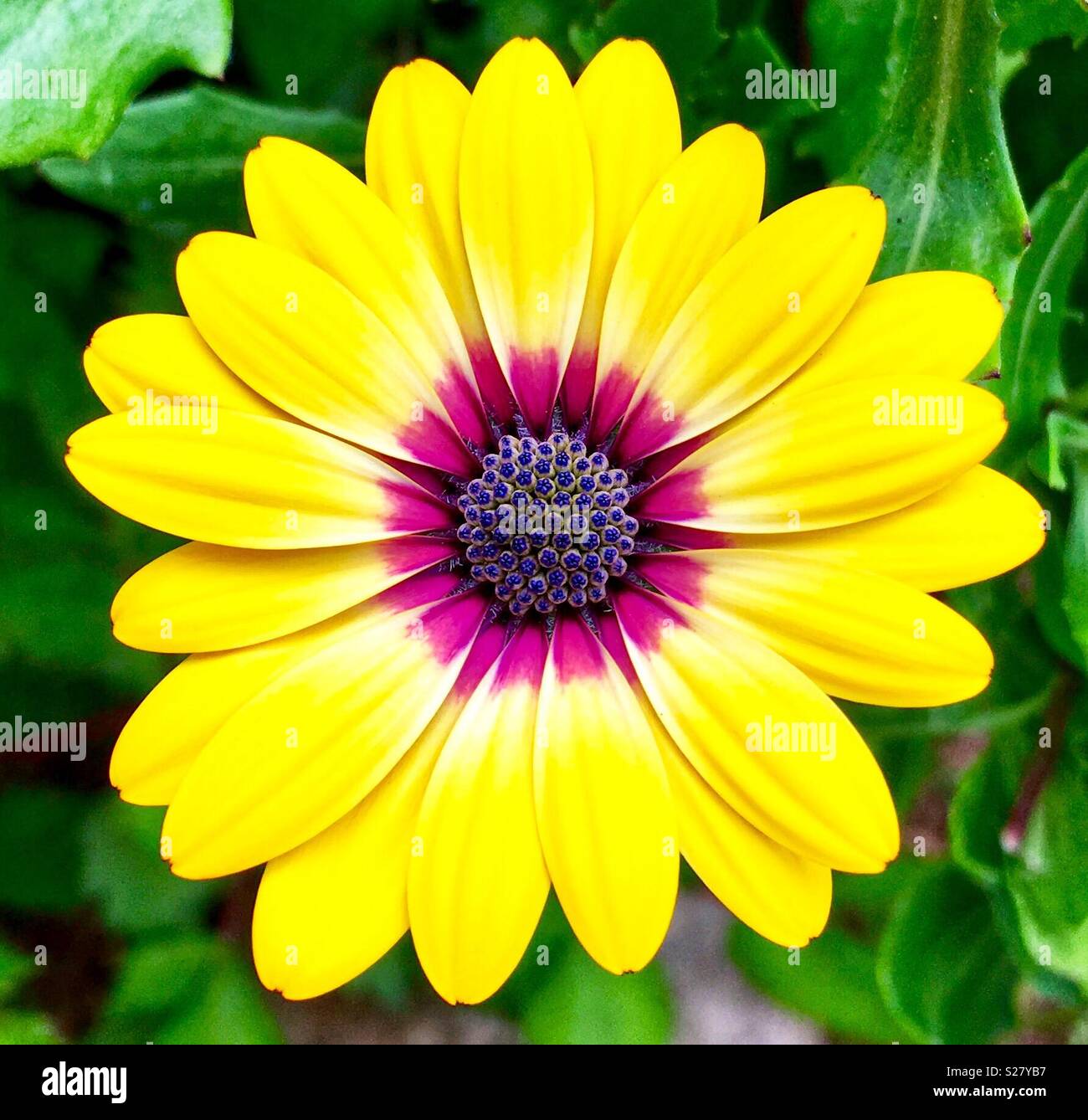 Yellow daisy with purple center Stock Photo Alamy