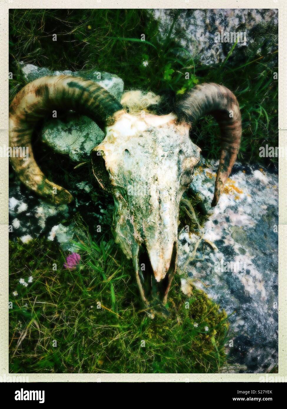 Sheep skull on ground - Smartphone Captured Stock Image