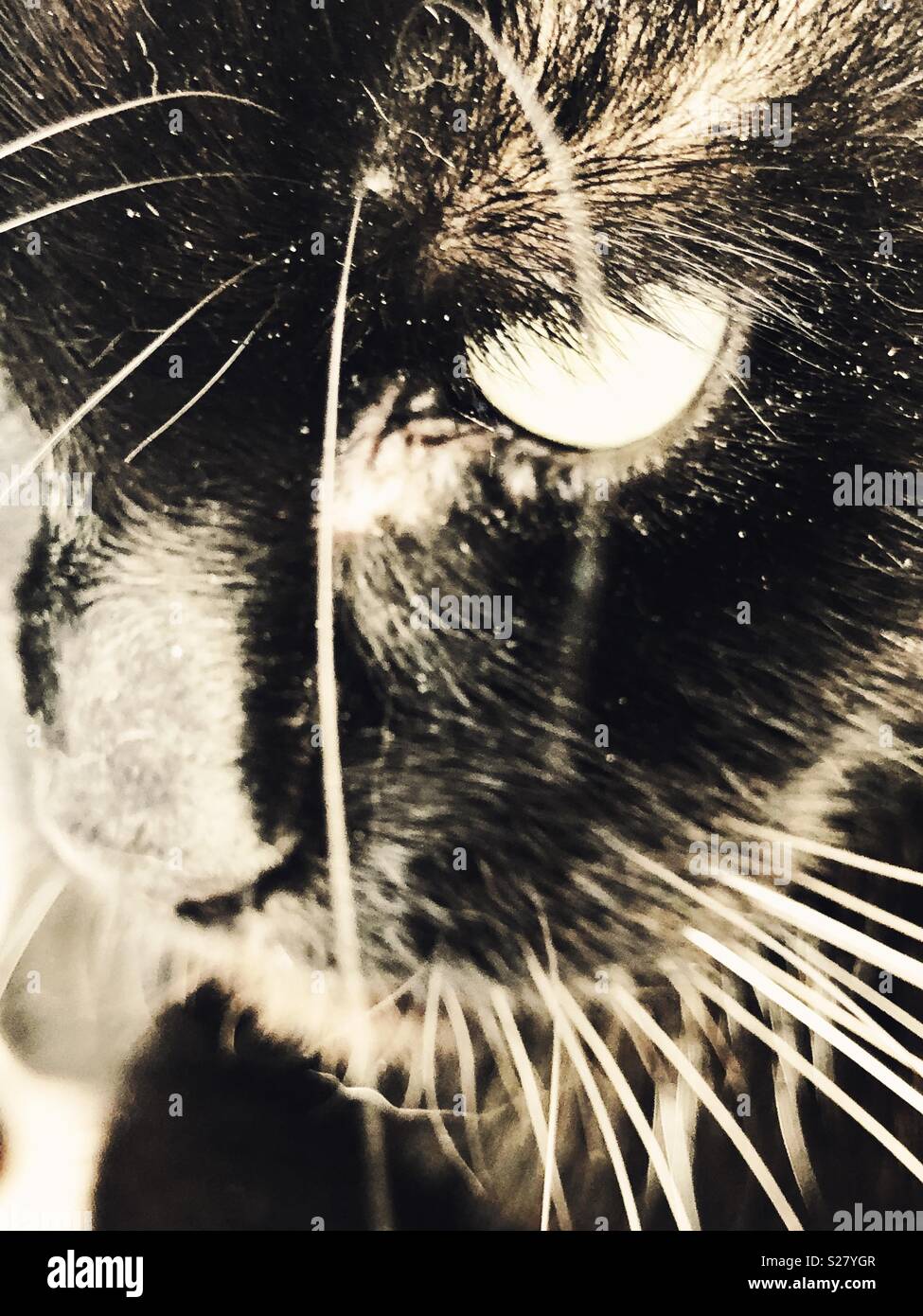 Black Cat Closeup - Smartphone Captured Stock Image