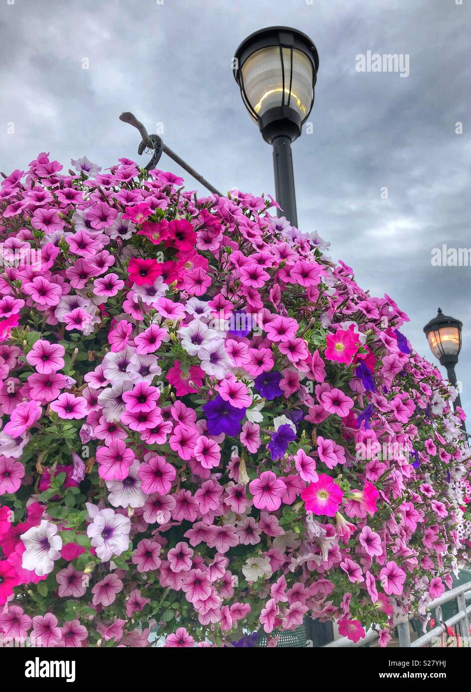 Decorative hanging plants hi-res stock photography and images - Alamy