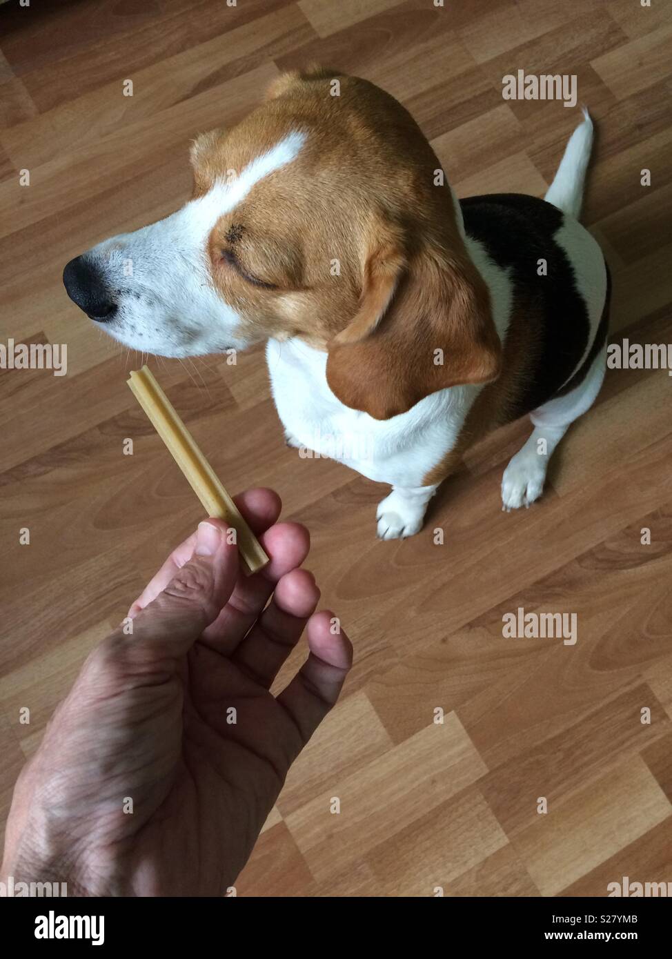Dog holding stick hires stock photography and images Alamy