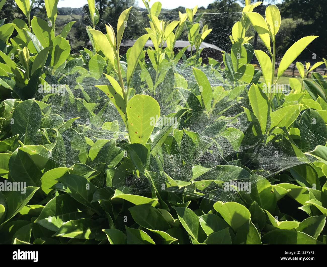 Large spider web on hedge Stock Photo