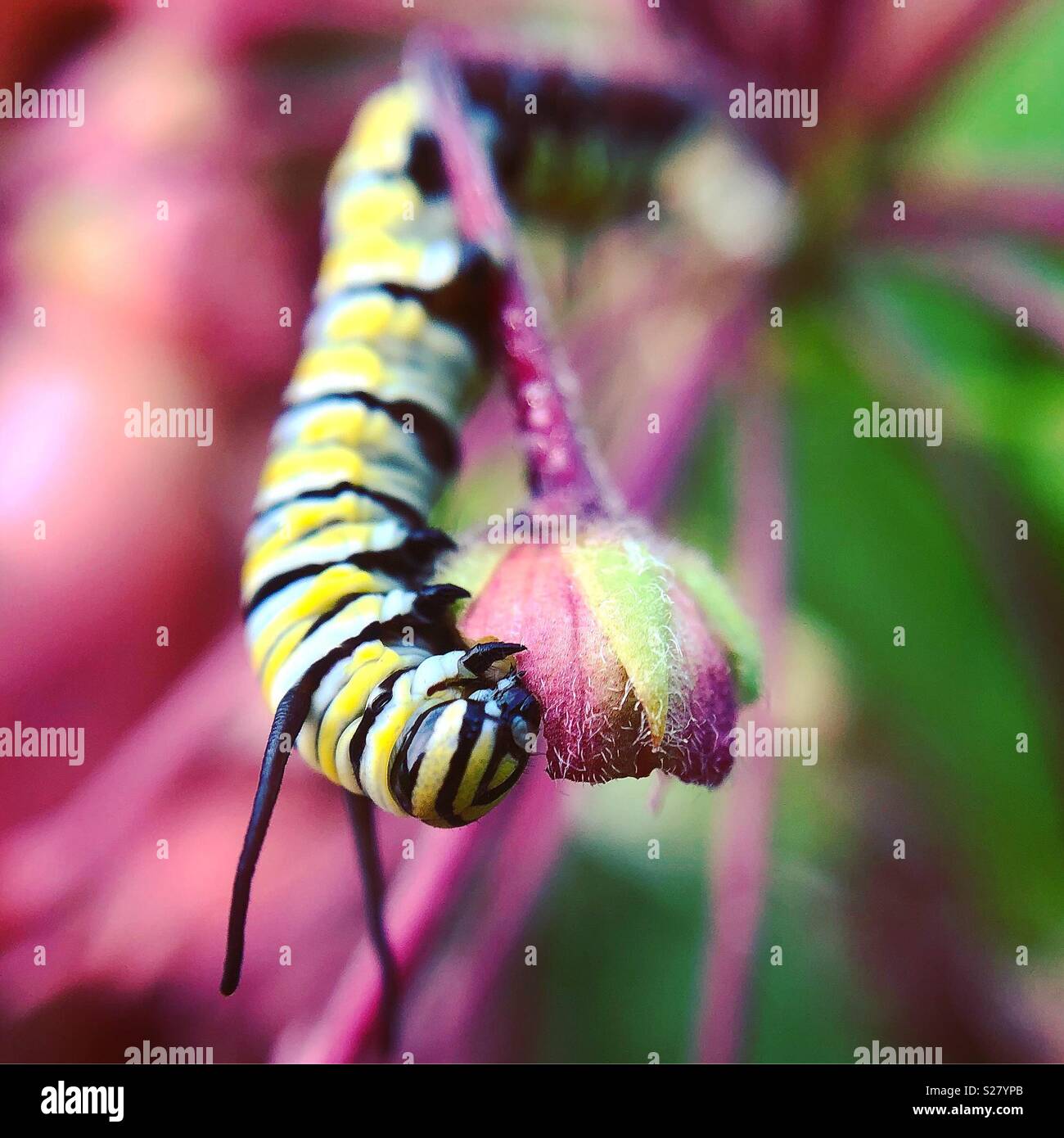 Monarch caterpillar nibbling on milkweed bud, Wayne County, Pennsylvania Stock Photo