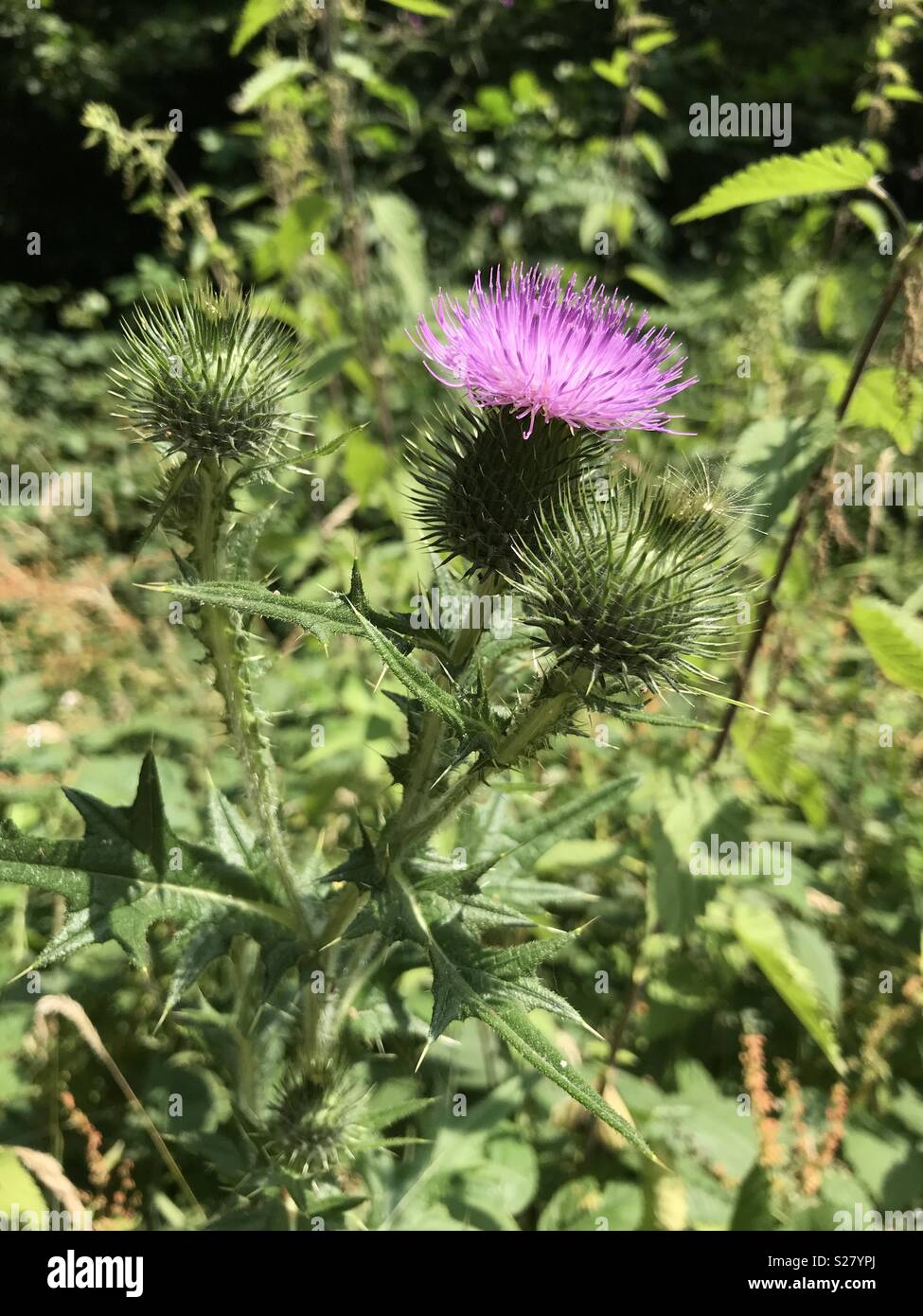 Closeup of purple flowered thistle Stock Photo