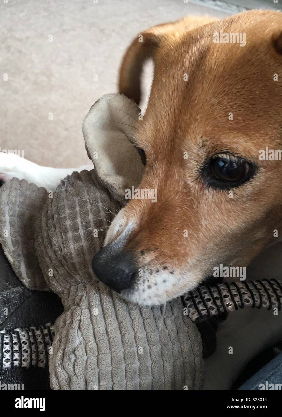 Jess our dog holding her toy in her mouth. Jess the Jack Russell who