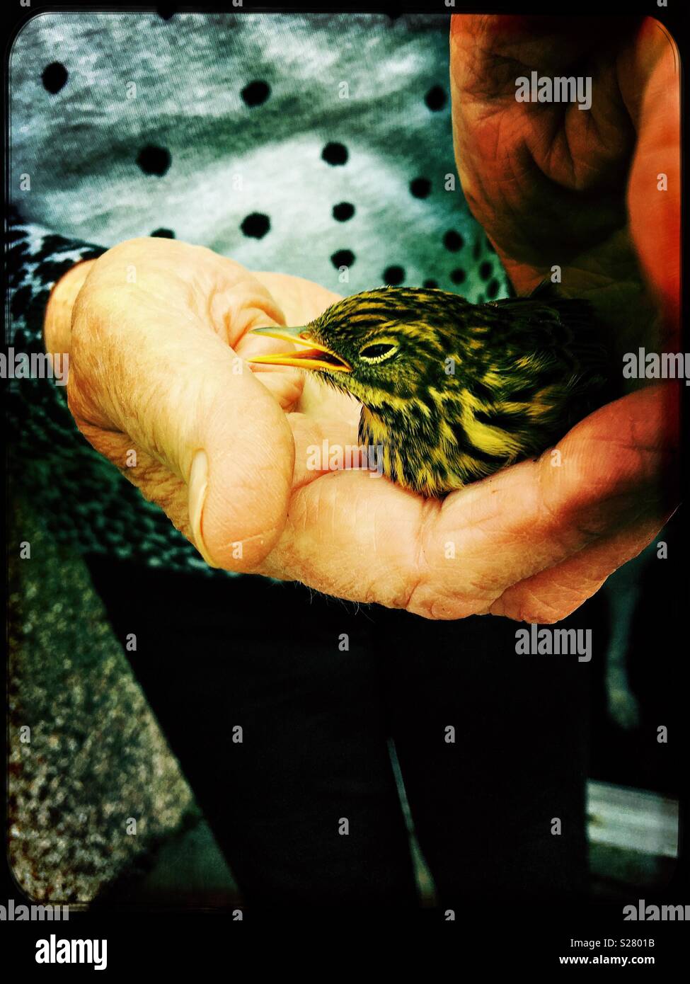 Stunned young starling in gentle hand - Smartphone Captured Stock Image