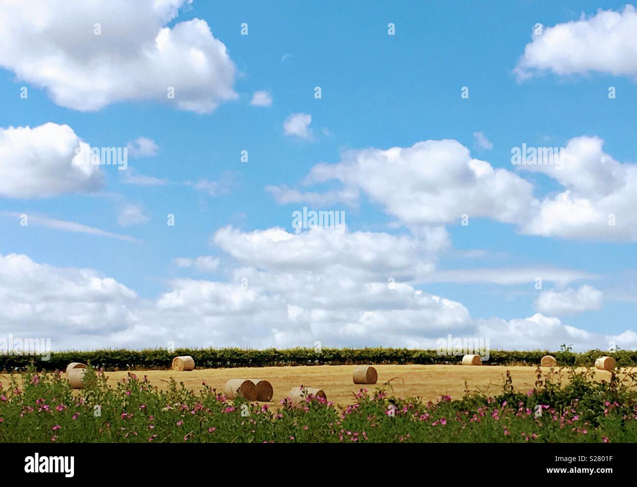 Hay bales in the sun Stock Photo - Alamy