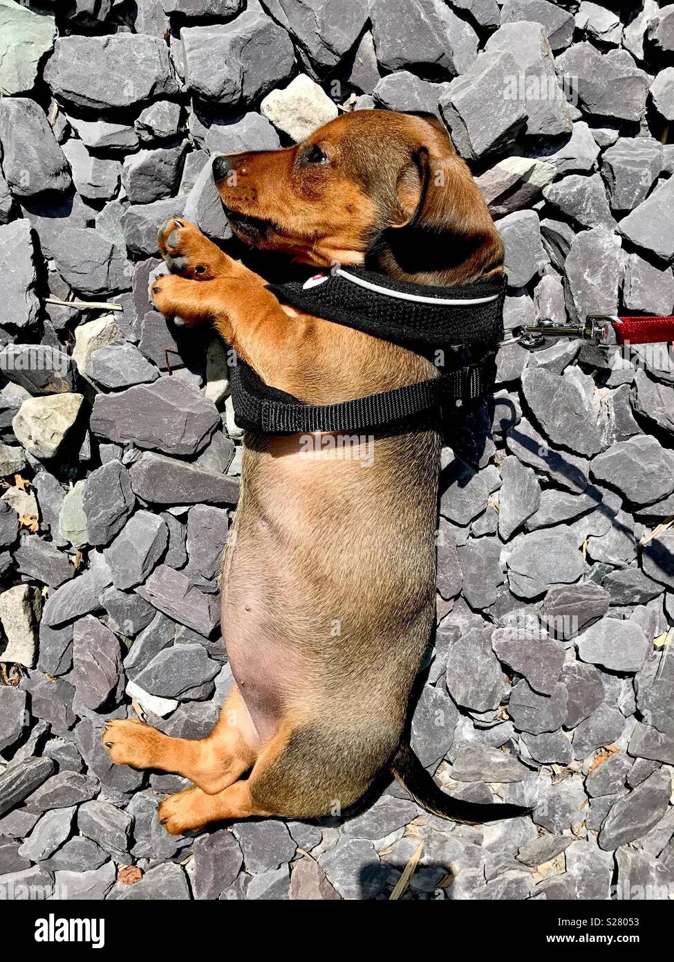 Sausage dog hires stock photography and images Alamy