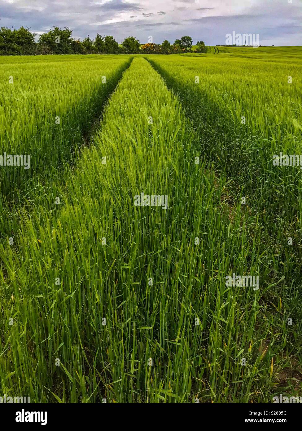 Tractor tracks in a field of wheat Stock Photo - Alamy