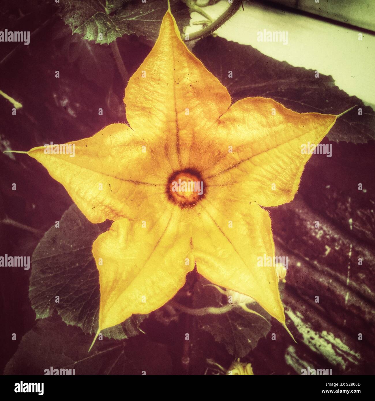 Pumpkin plant flower - Smartphone Captured Stock Image