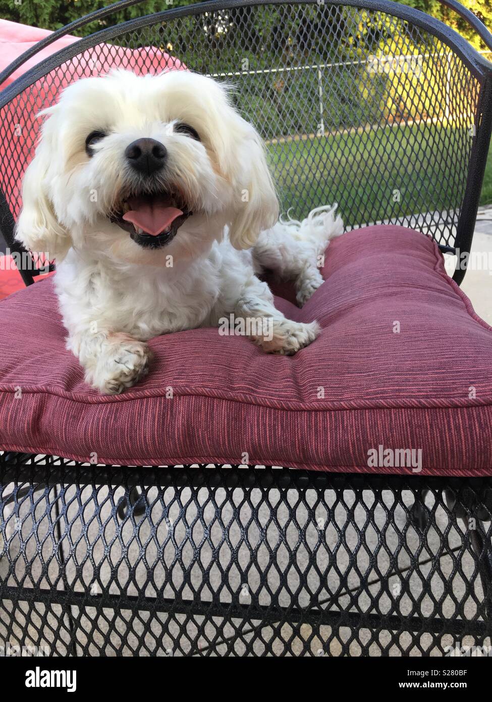 Yo-yo the white Maltese dog outside on patio chair in summer with his tongue out Stock Photo