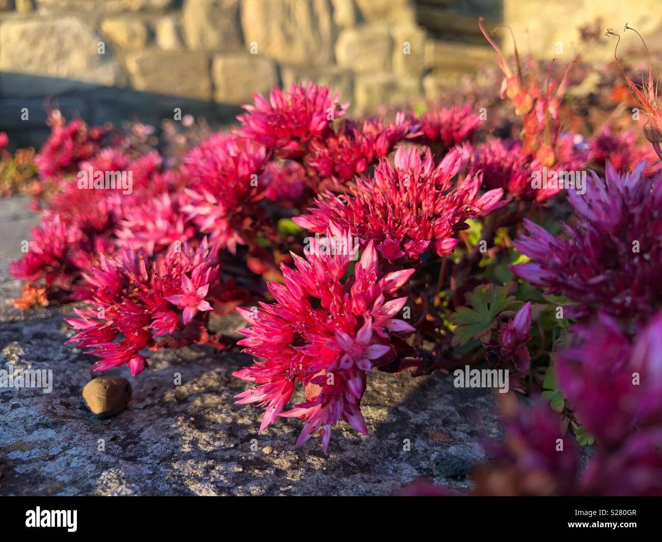 Pink alpine flowers glowing in the sun Stock Photo