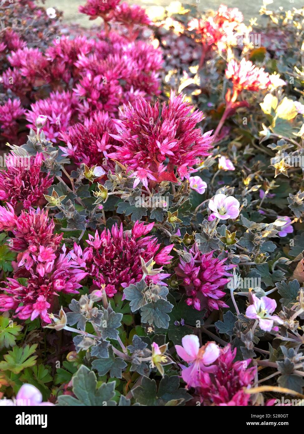 Pink alpine flowers Stock Photo