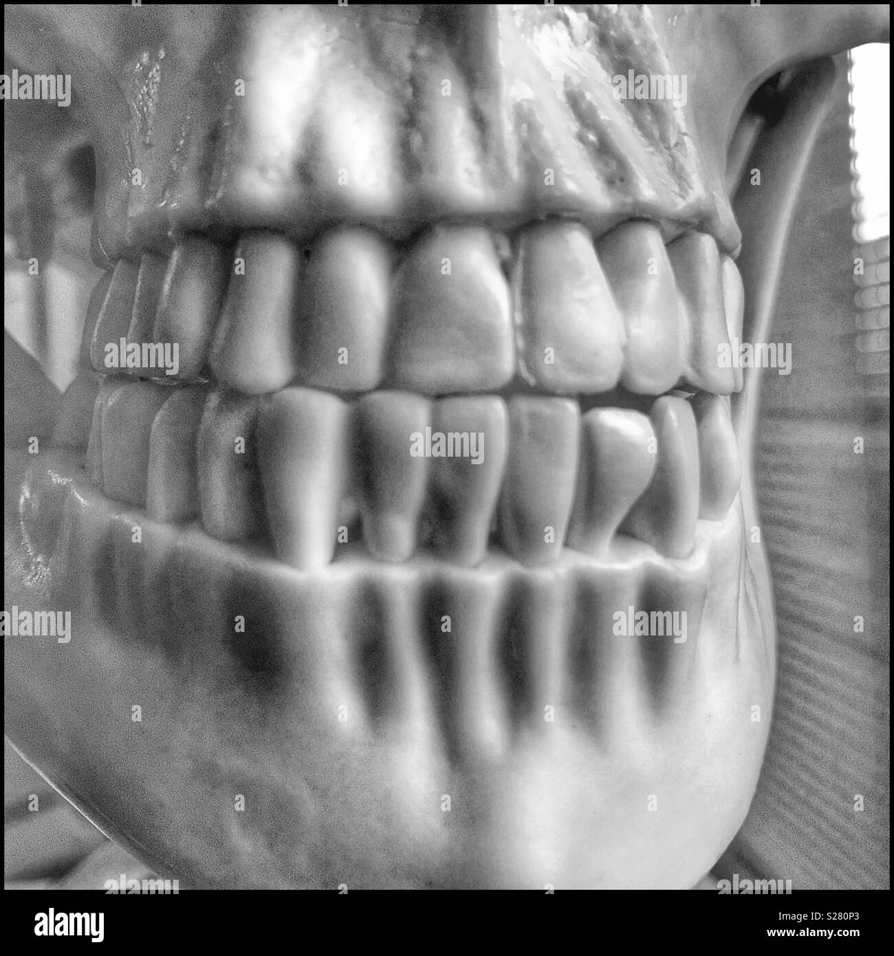 Teeth Of medical skeleton. - Smartphone Captured Stock Image