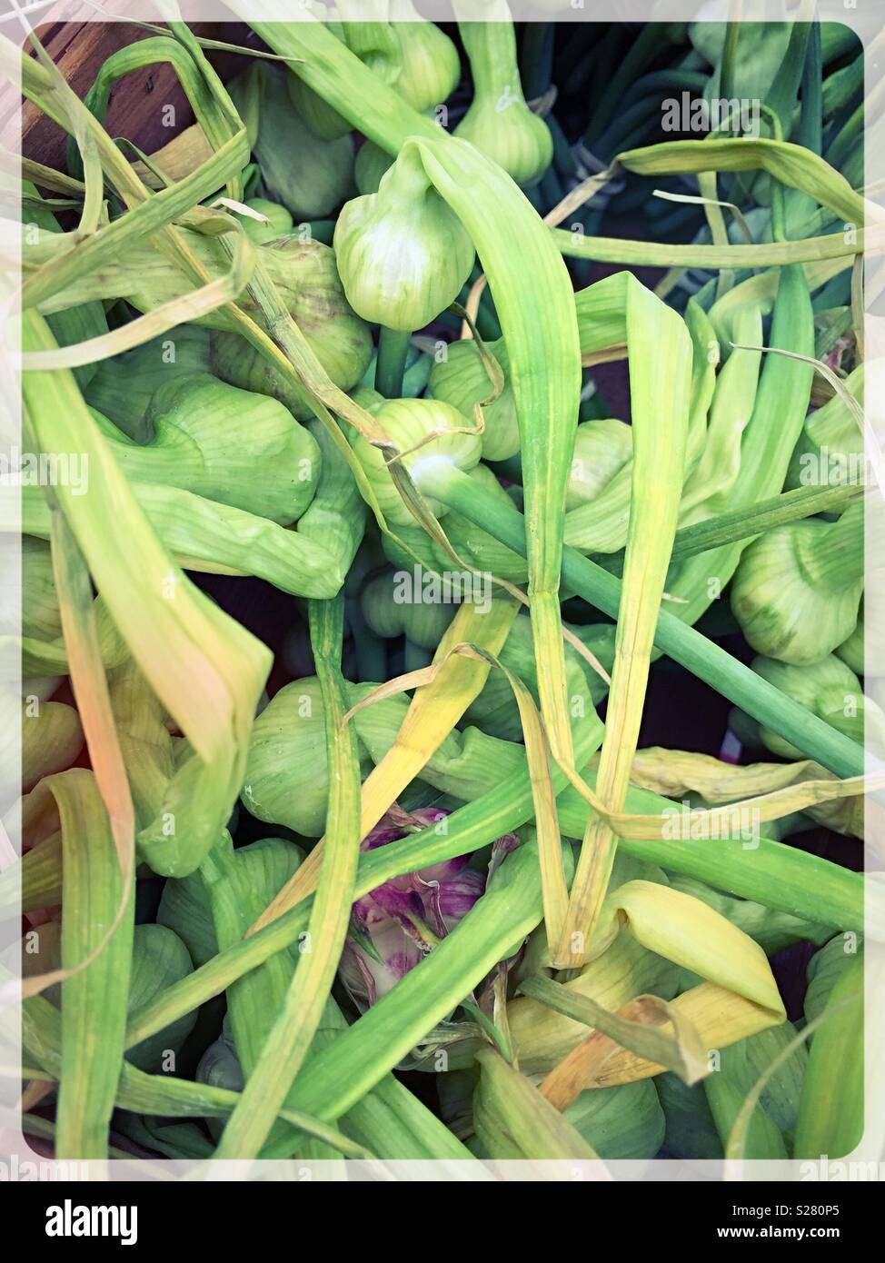 Garlic scapes for sale at a farmers market, Montana, USA - Smartphone Captured Stock Image