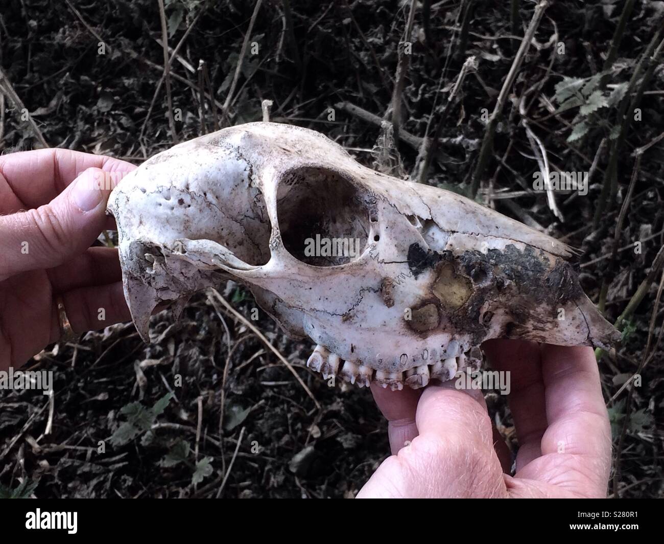 A man's hands holding the skull of a deer. - Smartphone Captured Stock Image