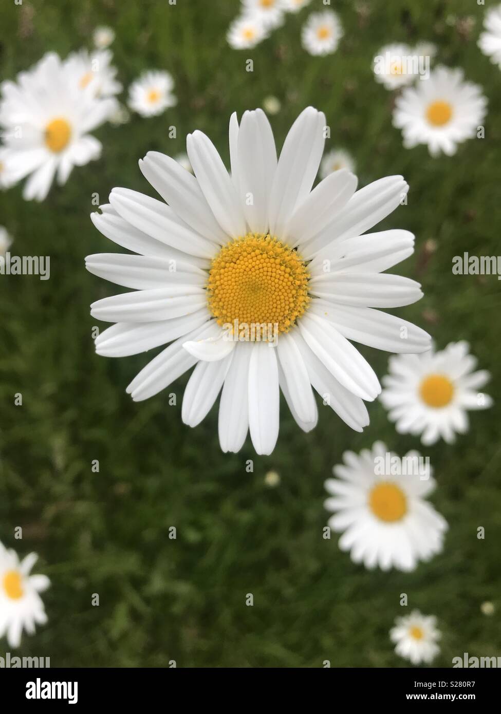 Imperfect daisy amongst others, all different Stock Photo