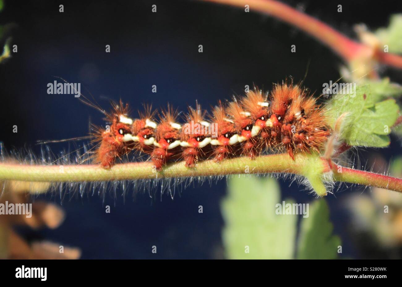 Brown tail moth caterpillar Stock Photo